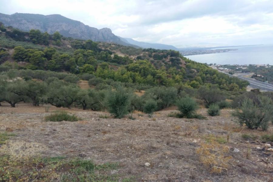 Land parcel located in Platanos, Aigialeia