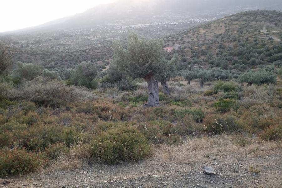 Ποσοστό 50,00% επί αγροτεμαχίου στον Αμάρυνθο Ευβοίας