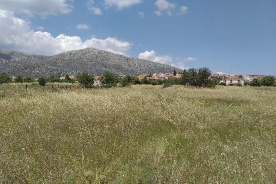 Land parcel in Lygourio, Argolida