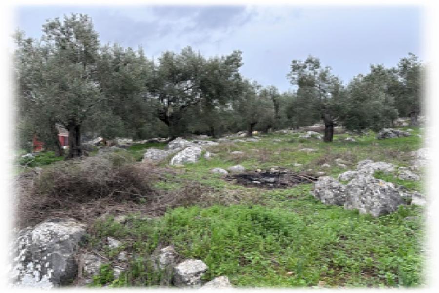 Landplot in Alyfanta, Kedro Petrosothyron, Lesvos