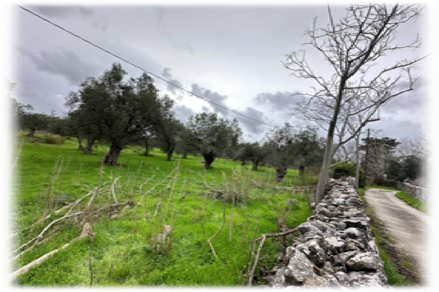 Landplot in Alyfanta, Kedro Ampela, Lesvos